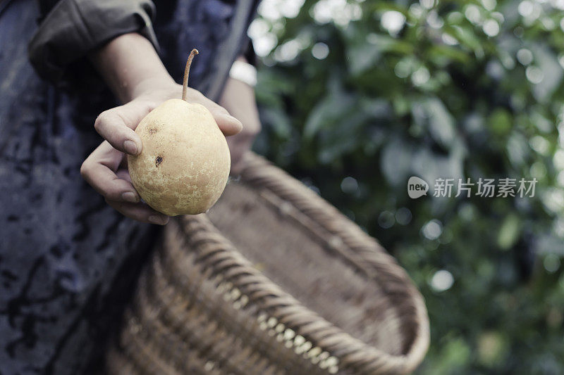 picking pears